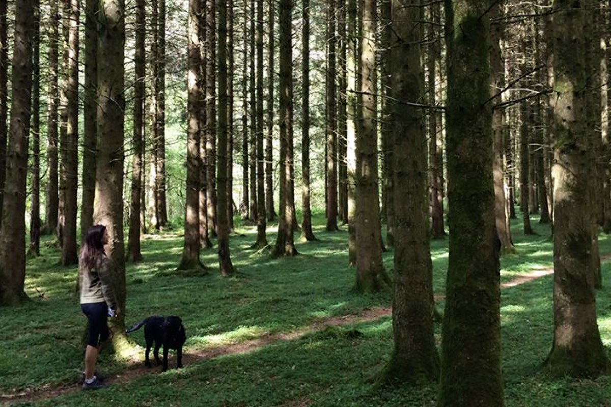 Forest Bathing At FeelViana Sports Hotel In Portugal