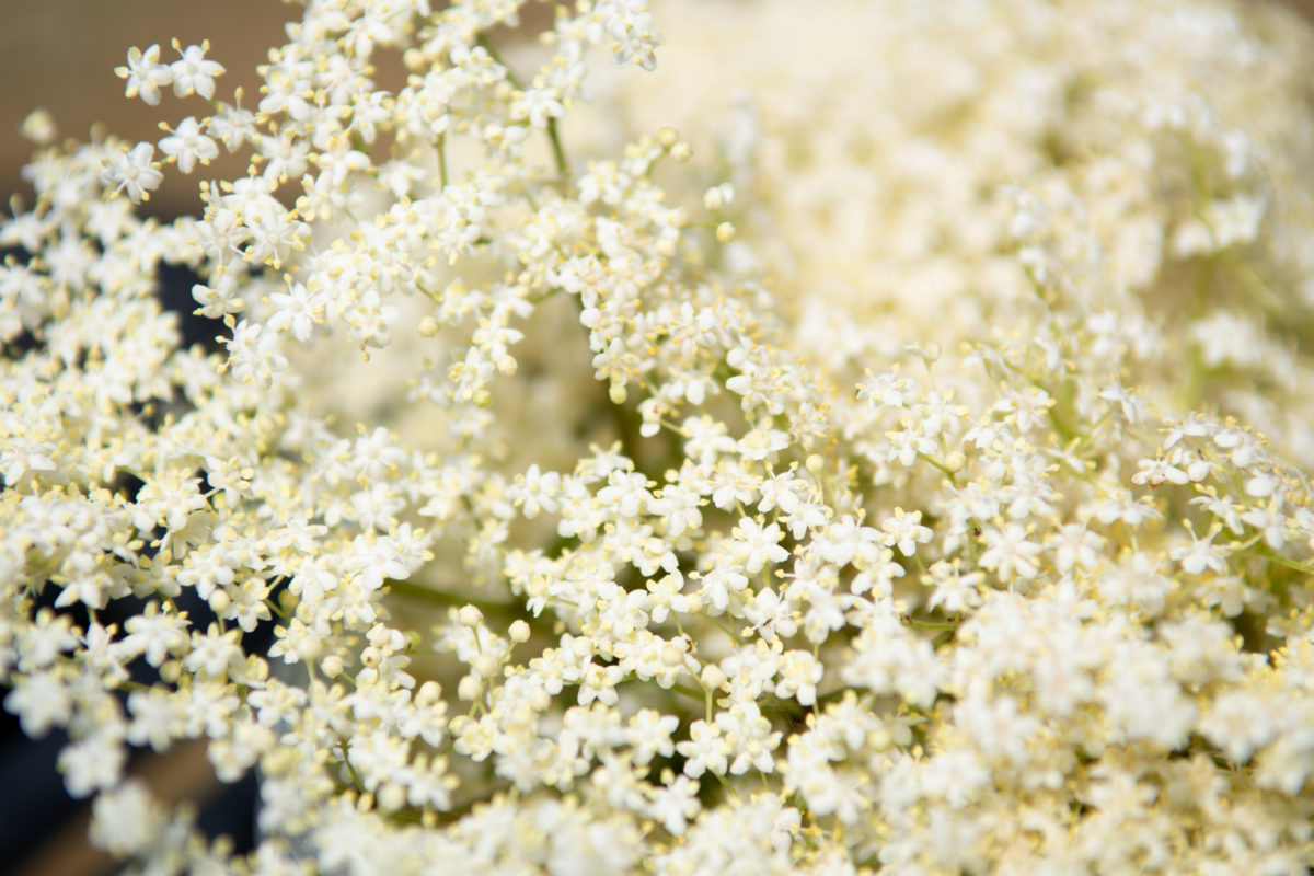 elderflower cordial recipe