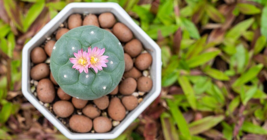 Peyote is a spineless cactus which contains psychoactive alkaloids