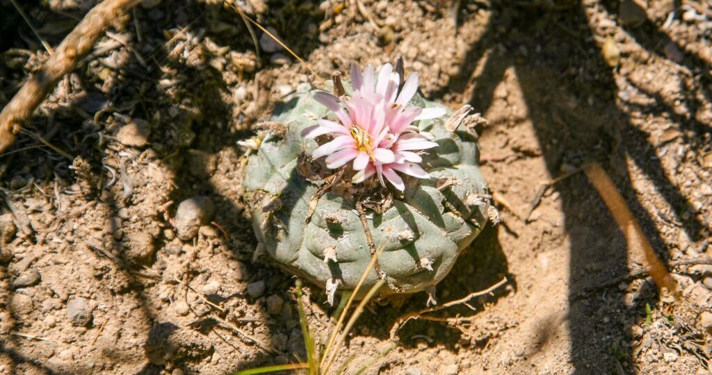A detail of Peyote, a succulent plant belonging to the Cactaceae family that grows in the desert areas 