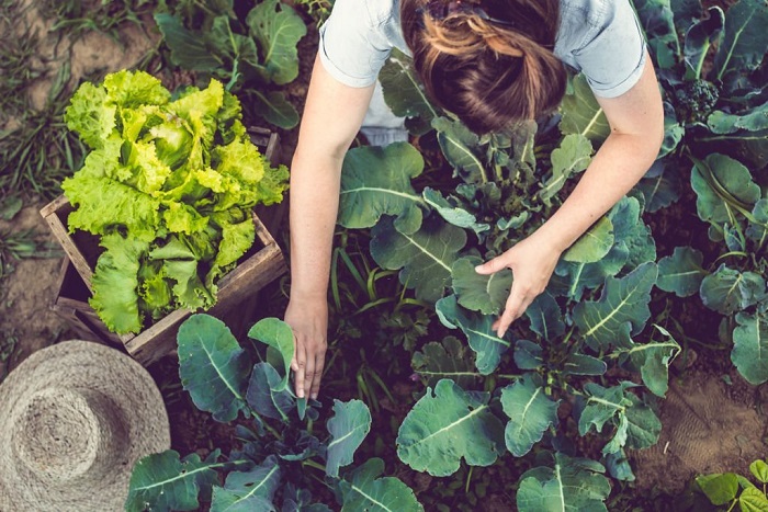 Young woman harvesting home grown lettuce in her garden