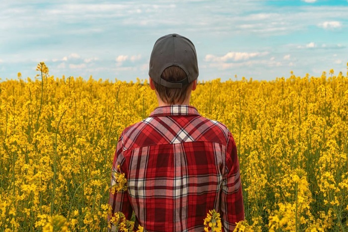 Cooper wearing red plaid shirt and trucker's hat standing in cultivated rapeseed field in bloom and looking over crops