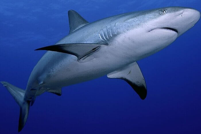 A close-up of a dangerous reef shark