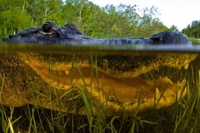 A closeup of an alligator under water