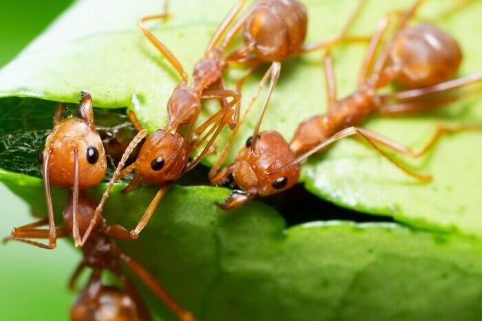 Ants help biting green leaf to build nest