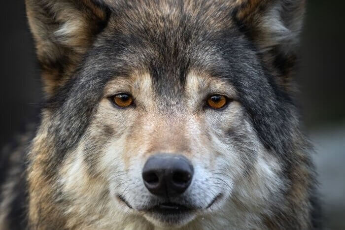 Beautiful canadian timberwolf 