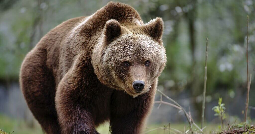 Bears Are My Spirit Animal -  bear-meaning-symbolism.