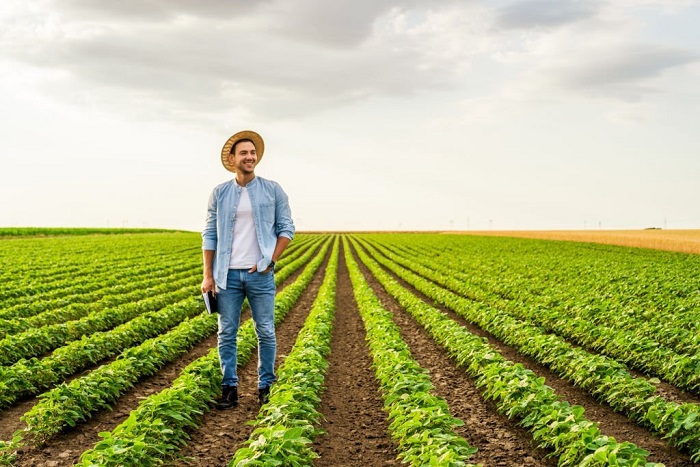 Miguel is standing in his growing soybean field.