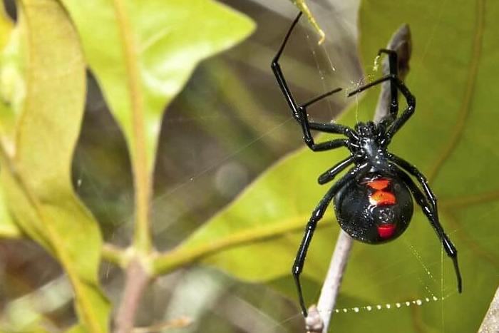 Black Widow spider
