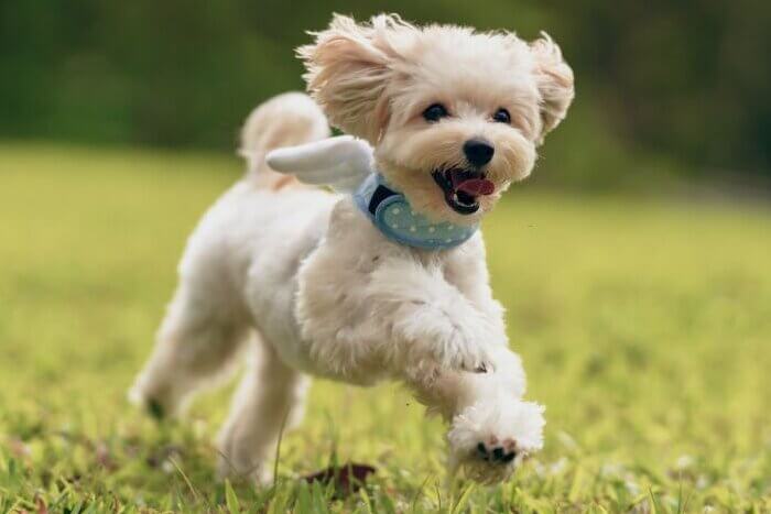 Active dog running across an open field