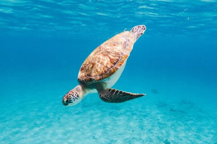 Green turtle