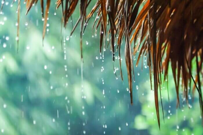 Rain drops falling from cogon grass roof hut on rainy morning