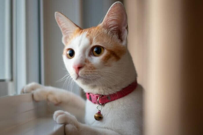 Orange and white cat looking at the window