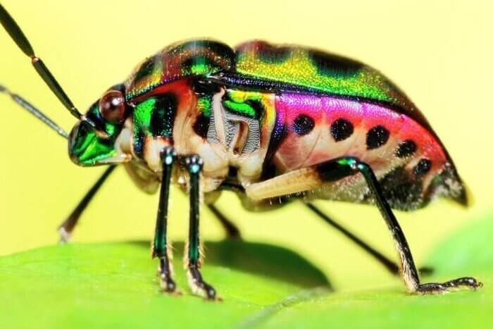 Green glitter beetle on leaf