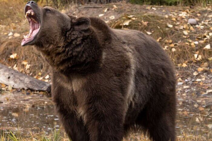 Grizzly Bear by Waters Edge Autumn