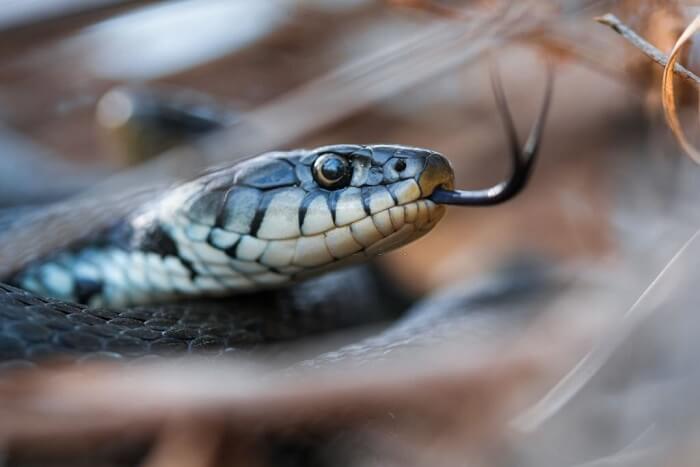 Snake hiding in the shrubs